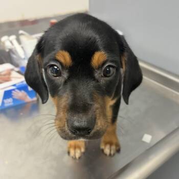 Destiny -  Hound and Mixed Breed Dog for Adoption in Birmingham, Alabama - Destiny | PetCurious