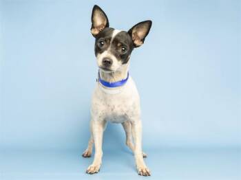 TAMMY -  Chihuahua Dog for Adoption in Phoenix, Arizona - TAMMY | PetCurious