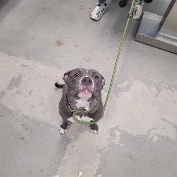 Pit Bull Terrier Dogs Available for Adoption in Urbana, Illinois - Marva | PetCurious