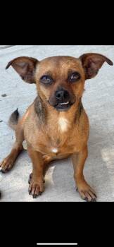Ella -  Chihuahua and Pug Dog for Adoption in New Haven, Connecticut - Ella | PetCurious