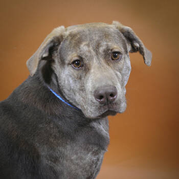 Rescue Shepherd Dogs for Adoption in Houston, Texas - Prince | PetCurious