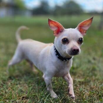 Tank -  Chihuahua Dog for Adoption in Owosso, Michigan - Tank | PetCurious
