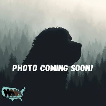 Ophelia -  Newfoundland Dog Dog for Adoption in Ledyard, Connecticut - Ophelia | PetCurious