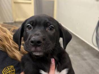 Tub -  Labrador Retriever and Australian Kelpie Dog for Adoption in Portland, Oregon - Tub | PetCurious