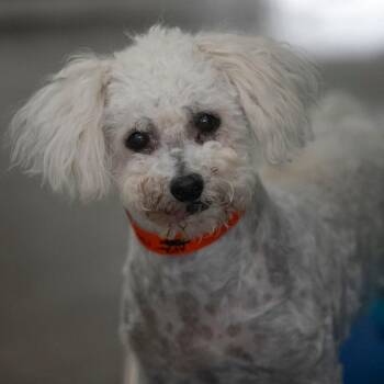 Bichon Frise Dogs Available for Adoption in Peyton, Colorado - Roody (AP26-130) | PetCurious