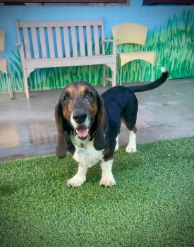 Hoot -  Basset Hound Dog for Adoption in Phoenix, Arizona - Hoot | PetCurious