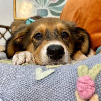 Tulip Jean Penelope -  German Shepherd Dog and Australian Shepherd Dog for Adoption in Friendswood, Texas - Tulip Jean Penelope | PetCurious