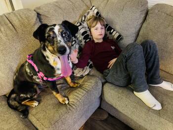 Australian Shepherd Dogs Available for Adoption - Willow  | PetCurious