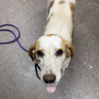Cleo -  Hound and Mixed Breed Dog Available for Adoption in Parrish, Alabama - Cleo | PetCurious