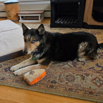 Rescue Australian Cattle Dog Blue Heeler Dogs for Adoption in Armonk, New York - Gemma - 25001 | PetCurious