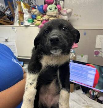 German Shepherd Dog and Mixed Breed Dogs Available for Adoption in Stockton, California - PEACH | PetCurious