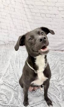 Labrador Retriever and Australian Shepherd Dogs Available for Adoption in Muskegon, Michigan - Martha-Mae | PetCurious