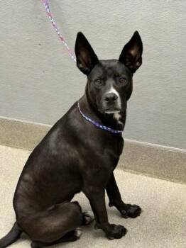 TACO -  Labrador Retriever Dog for Adoption in Las Vegas, Nevada - TACO | PetCurious