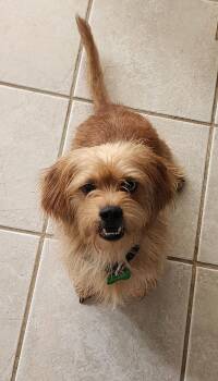 Norfolk Terrier and Lhasa Apso Dogs Available for Adoption in Coppell, Texas - Cody | PetCurious