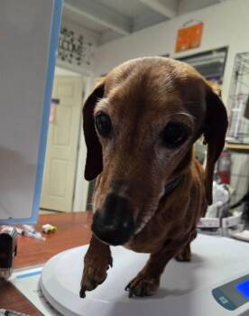 Tommy -  Dachshund Dog for Adoption in Pahrump, Nevada - Tommy | PetCurious