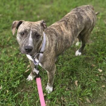 Moira -  Mixed Breed Dog for Adoption in Olathe, Kansas - Moira | PetCurious