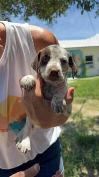 Creamsicle -  American Bulldog Dog for Adoption in Lakeland, Florida - Creamsicle | PetCurious