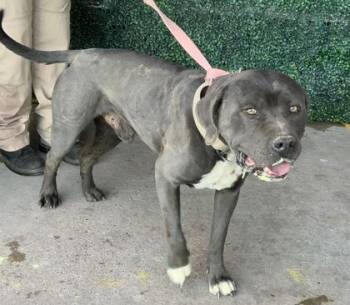 Pit Bull Terrier and Mixed Breed Dogs Available for Adoption - Blast | PetCurious