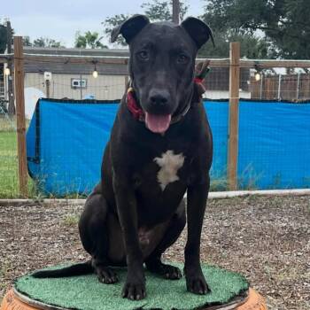 Pit Bull Terrier and Plott Hound Dogs Available for Adoption in Edinburg, Texas - Samuel | PetCurious