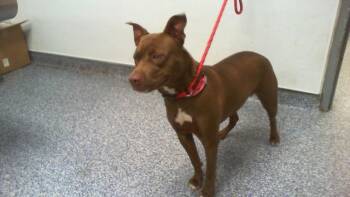 MEG -  Pit Bull Terrier Dog for Adoption in Charlotte, North Carolina - MEG | PetCurious