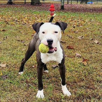 Rescue Mixed Breed Dogs for Adoption in Chattanooga, Tennessee - Sidney | PetCurious