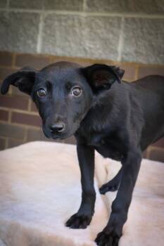 Rescue Mixed Breed Dogs for Adoption in Columbia, Tennessee - Cinderella | PetCurious