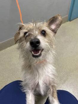 Terrier Dogs Available for Adoption in Las Vegas, Nevada - SHAKA | PetCurious