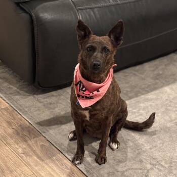 Cattle Dog and Scottish Terrier Dogs Available for Adoption in San Diego, California - Aloha | PetCurious