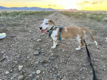 Pilot -  Dachshund Dog for Adoption in Lafayette, Colorado - Pilot | PetCurious