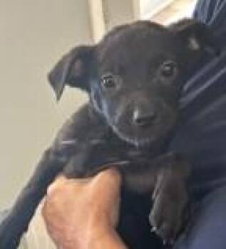 Velvet Brownie -  Labrador Retriever and Mixed Breed Dog for Adoption in West Memphis, Arkansas - Velvet Brownie | PetCurious
