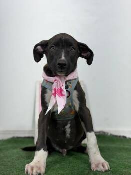Venice-One of our Amazing Rescue Dogs -  Black Mouth Cur and Black Labrador Retriever Dog for Adoption in Carlsbad, California - Venice-One Of Our Amazing Rescue Dogs | PetCurious