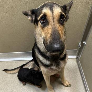 German Shepherd Dog Dogs Available for Adoption in San Antonio, Texas - BABY | PetCurious