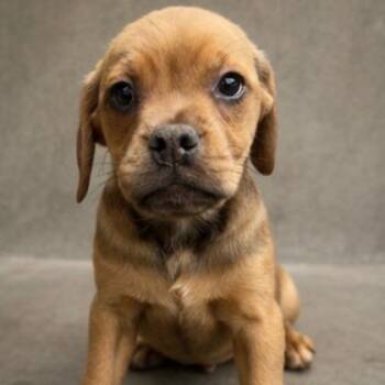 Sable -  Pug Dog for Adoption in Orland Hills, Illinois - Sable | PetCurious