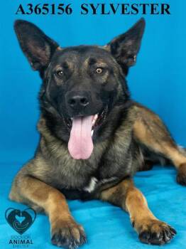 Rescue Belgian Shepherd Malinois Dogs for Adoption in Stockton, California - SYLVESTER | PetCurious