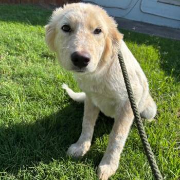 Bernice D26-119 -  Great Pyrenees and Border Collie Dog for Adoption in Lebanon, Tennessee - Bernice D26-119 | PetCurious