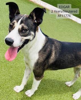 Edgar -  Hound and Mixed Breed Dog for Adoption - Edgar | PetCurious