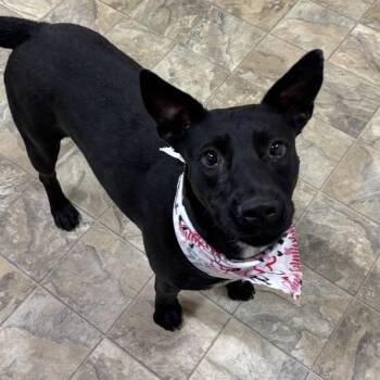 Lovely -  Terrier Dog for Adoption in Pilot Point, Texas - Lovely | PetCurious