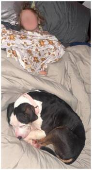 Harley -  Pit Bull Terrier Dog for Adoption in Oak Ridge, Tennessee - Harley | PetCurious