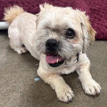 Max -  Shih Tzu Dog for Adoption - Max | PetCurious