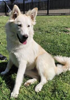 Belle -  Great Pyrenees and White German Shepherd Dog for Adoption in Piedmont, California - Belle | PetCurious