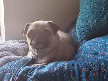 Pug Dogs Available for Adoption in Severance, Colorado - Rosebud | PetCurious