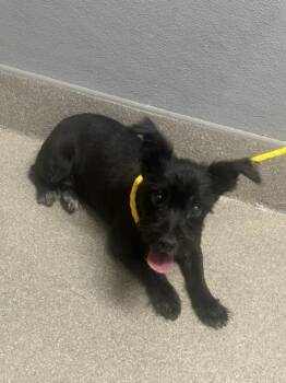 PENELOPE-POP -  Terrier and Mixed Breed Dog for Adoption in Las Vegas, Nevada - PENELOPE-POP | PetCurious