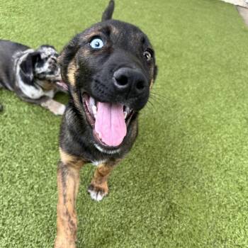 Mali -  Mixed Breed Dog for Adoption in Titusville, Florida - Mali | PetCurious