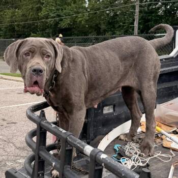 Minnie -  Mixed Breed Dog for Adoption in Philadelphia, Pennsylvania - Minnie | PetCurious