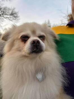 Pomeranian Dogs Available for Adoption - Gizmo | PetCurious