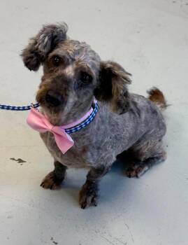 Spinger -  Miniature Poodle Dog for Adoption in Carmel Hamlet, New York - Spinger | PetCurious