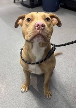 Mixed Breed Dogs Available for Adoption in West Chester, Pennsylvania - Frenchie | PetCurious