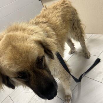 Darlin -  Great Pyrenees and Shepherd Dog for Adoption in Lufkin, Texas - Darlin | PetCurious