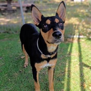 Zorro -  Miniature Pinscher and Chihuahua Dog for Adoption in Houston, Texas - Zorro | PetCurious