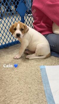 Pit Bull Terrier and Mixed Breed Dogs Available for Adoption - Cain (Myra’s Mini’s 2026 MALE) | PetCurious